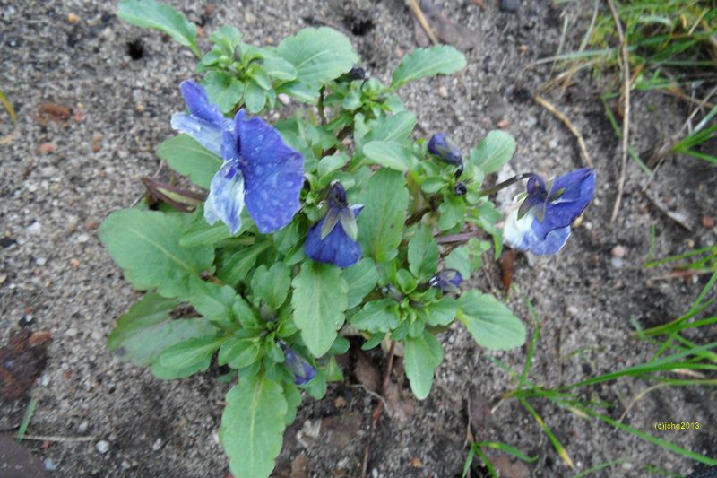 Stiefmütterchen mit blauen Blüten