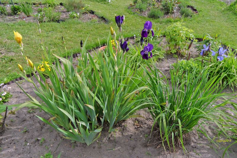 Iris und Schwertlilien