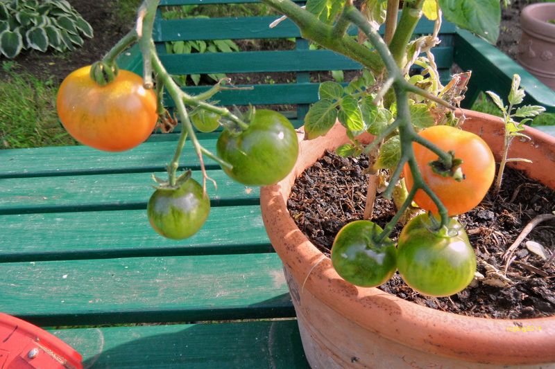 Erste Tomaten erröten