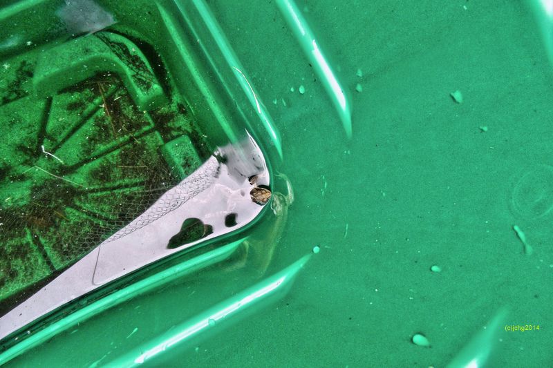 Grasfrosch im Wasserbehälter