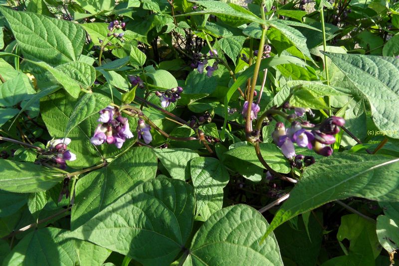 Blühende Buschbohnen "Purple Teepee" am 24.06.2016