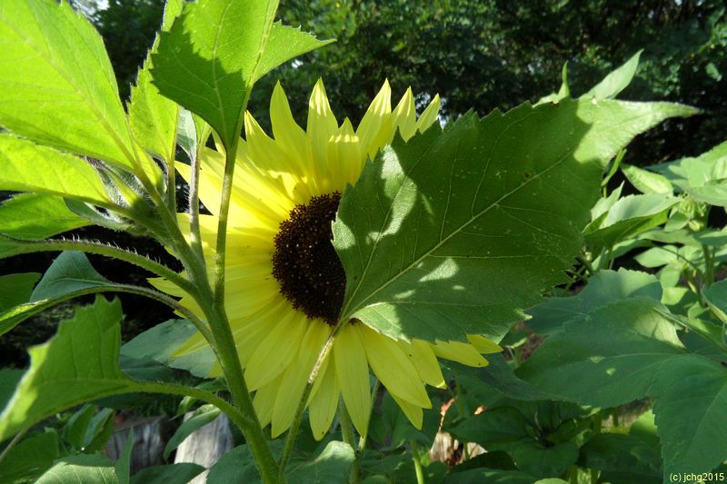 Sonnenblume versteckt