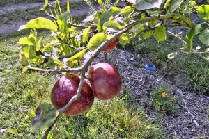 Äpfel an userem kleinen Apfelbaum
