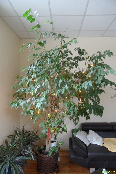Ficus benjamina (Birkenfeige)