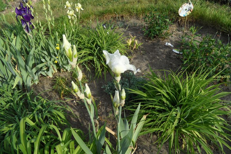 Weiße Schwertlilien am 22.05.2016