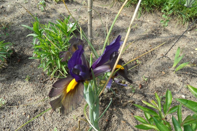 Irisblüten am 26.05.2016