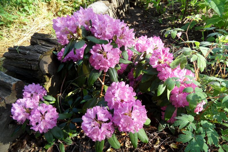 Rhododendron am 31.05.2016