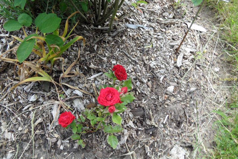 Mehrere Rosenblüten rot in voller Blüte