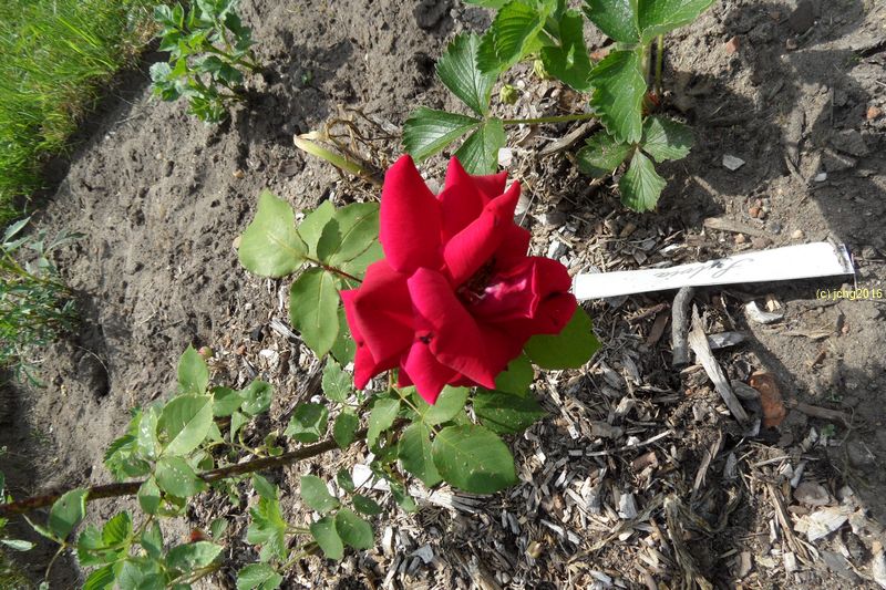 Eine rote Rosenblüte in voller Blüte