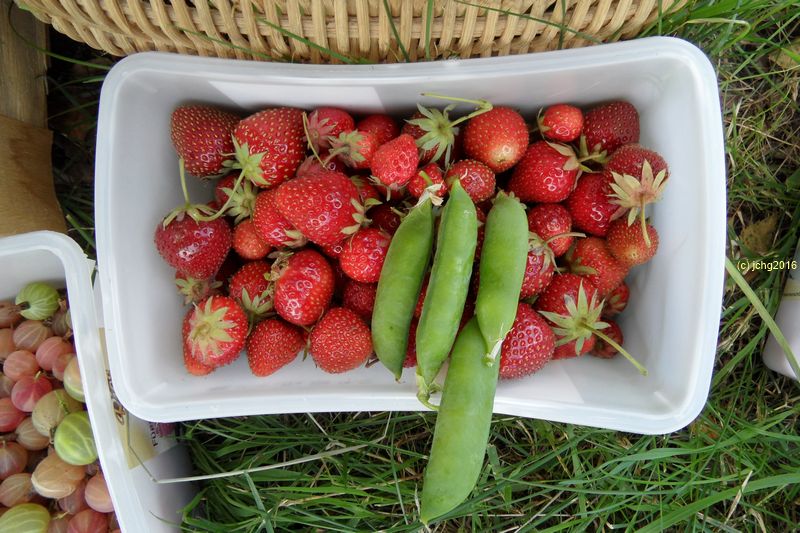 Erdbeeren und Erbsen
