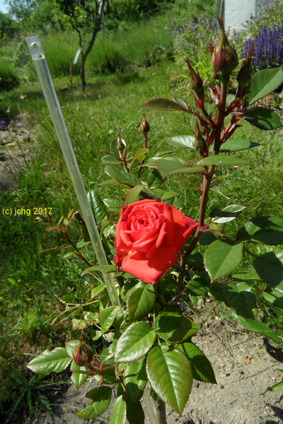 Rote Rosenblüte im Beet "Christian " am 11.06.2017