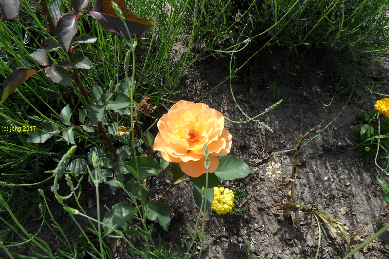 Orangene Rosenblüte im Beet "Acht" am 15.06.2017
