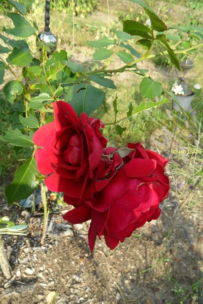 Rote Rosenblüten 28.07.2016