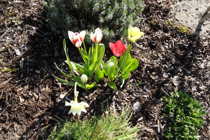 Tulpen und Narzisse im Beet "Trapez" am 30.04.2017