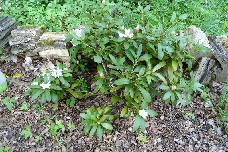 Rhodoendron blüht im Beet "Mohrchen" am 07.05.2017
