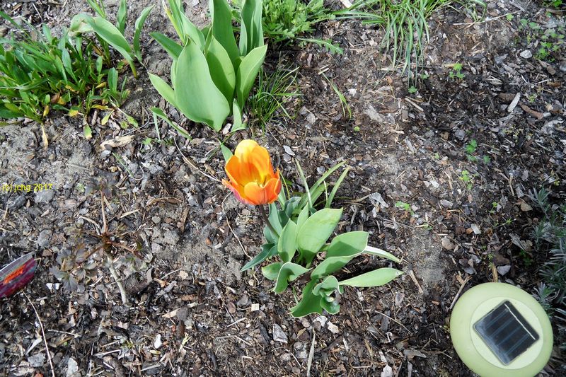 Orange Tulpe am 07.05.2017