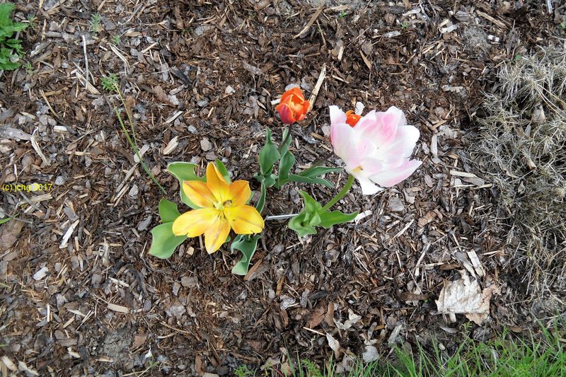 Tulpen am 07.05.2017