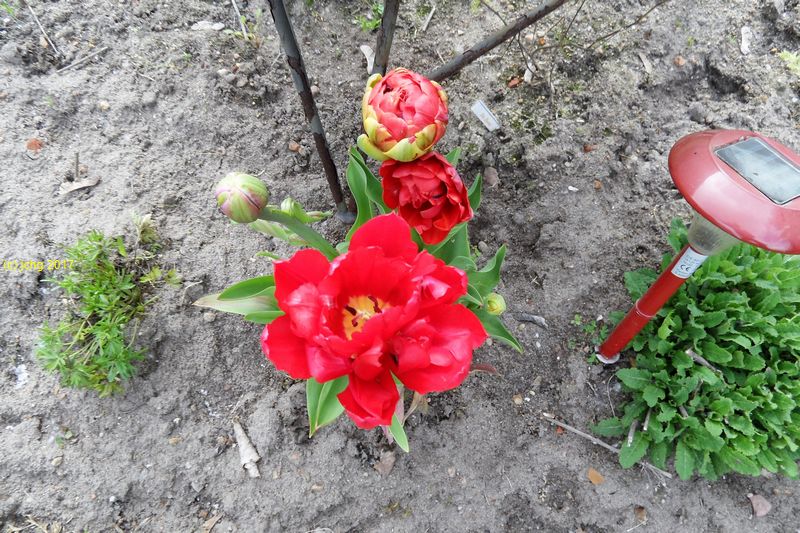 Weitere Tulpen am 07.05.2017