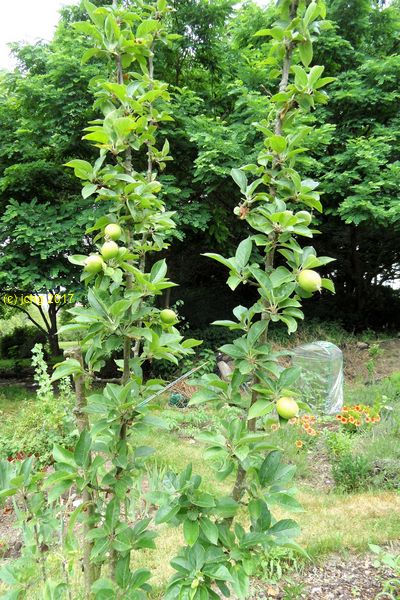Äpfel am Apfelbaum im Beet "Boskop" am 25.06.2017