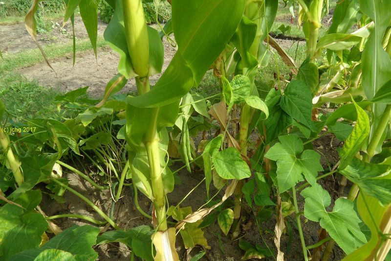 Bohnen im Mais am 08.08.2017