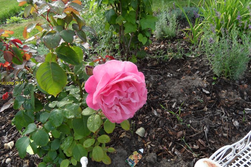 Rosenblüte im Beet "Iris" am ß5.08.2017
