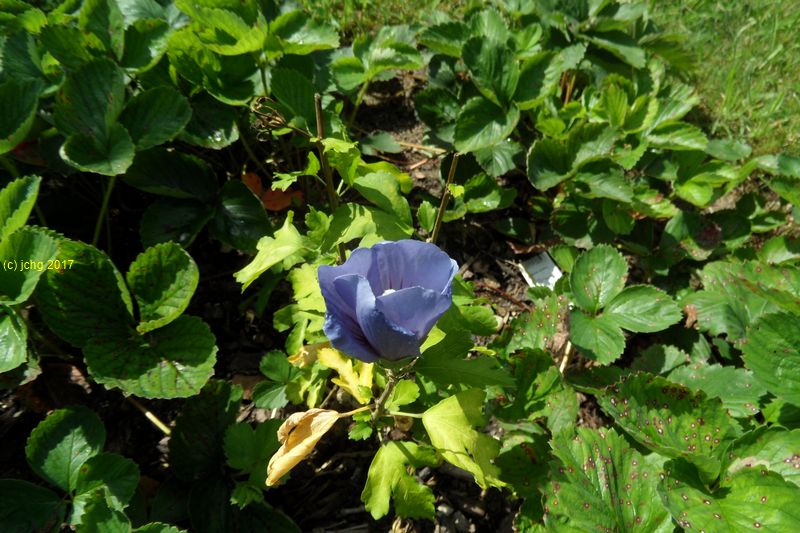 Blaue Hibiscus-Blüte am 20.08.2017