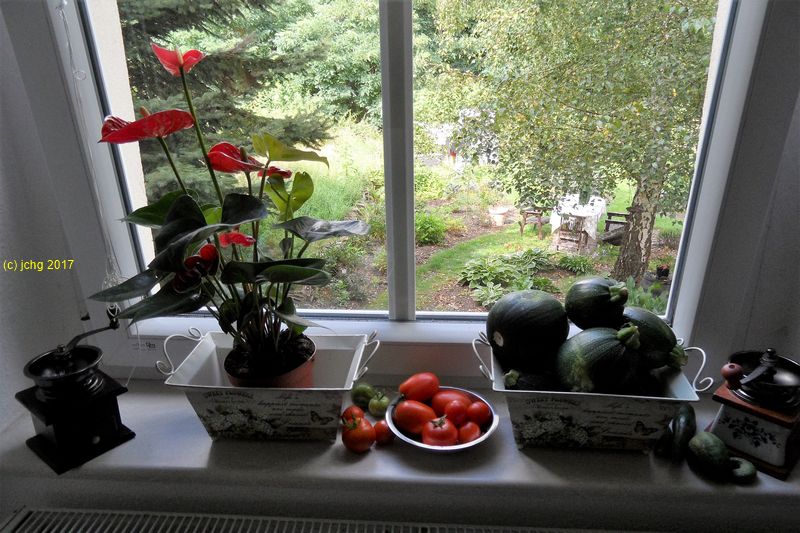 Anthurie, Tomaten, Zucchini, Gurken im Küchenfenter am 20.08.2017