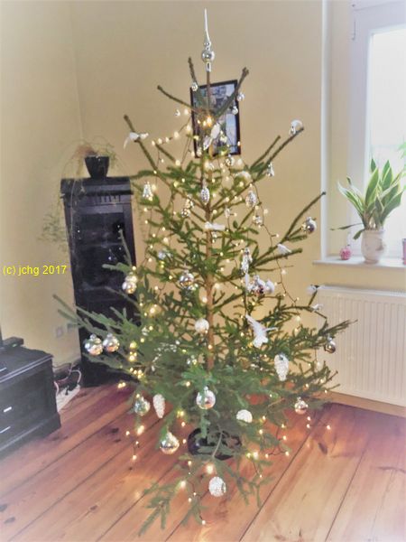 Der Weihnachtsbaum - Eine Rotfichte 24.12.2017