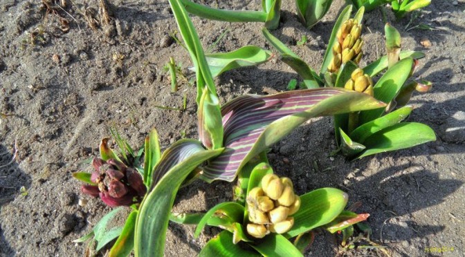 Tulpe und Hyazinthe