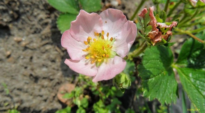 Rosa Erdbeerblüt
