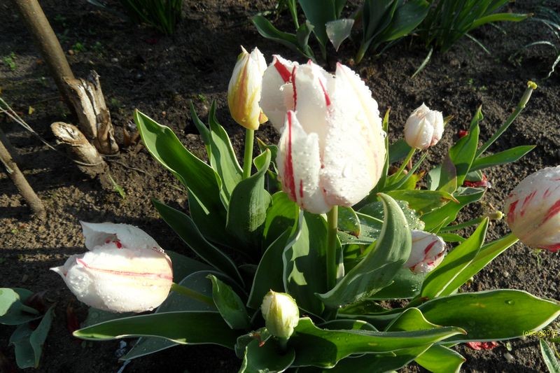 Tulpenblüten