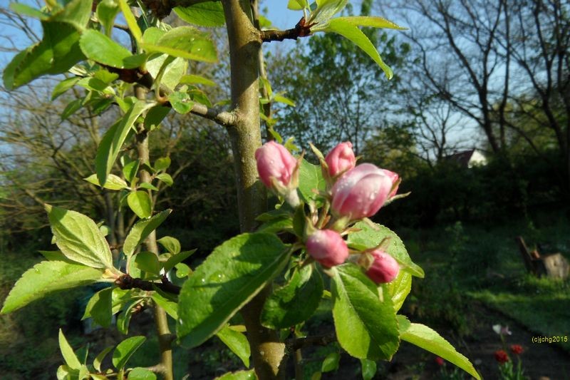 Boskop-Blüten