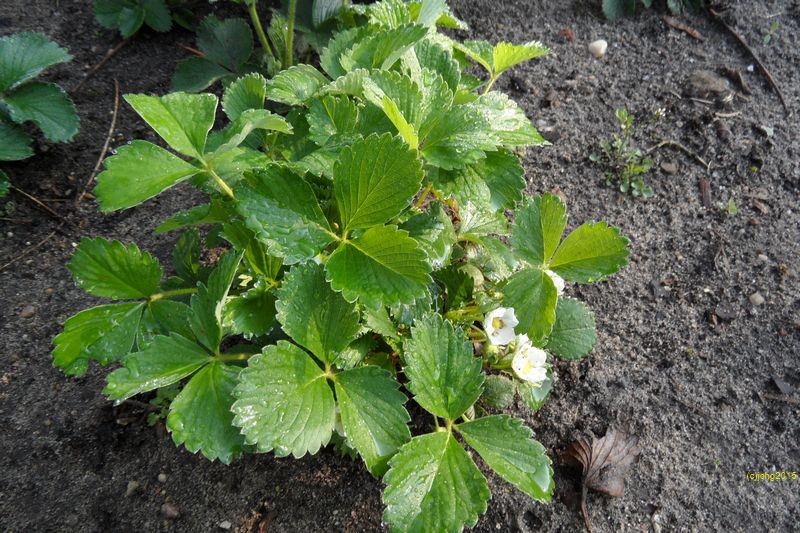 Erdbeerblüten