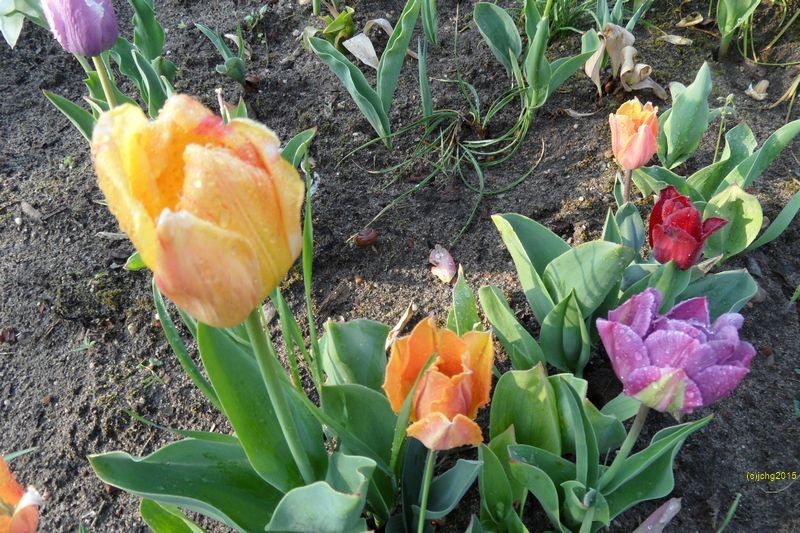 Tulpenblüten