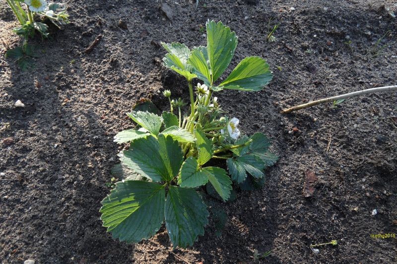 Erdbeerblüten