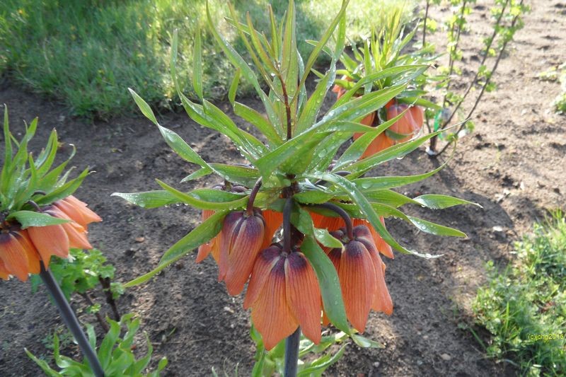 Kaiserkrone