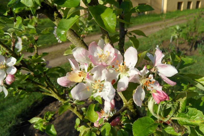 Apfelblüten