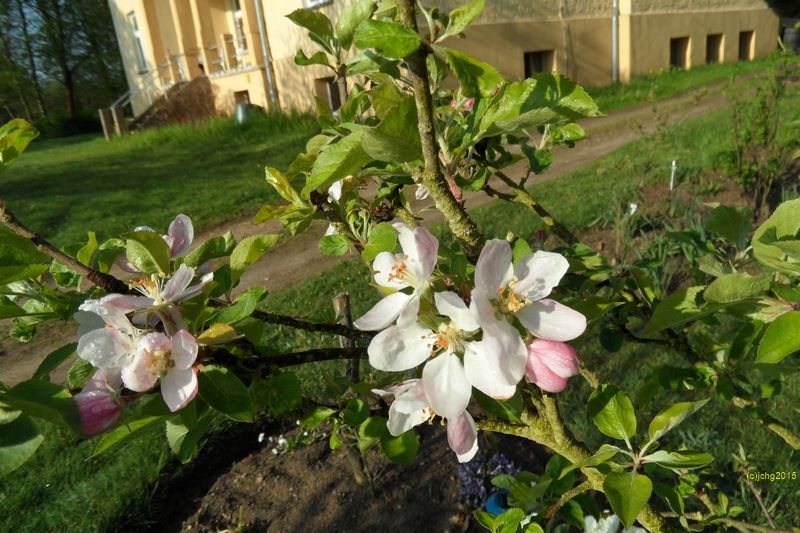 Apfelblüten