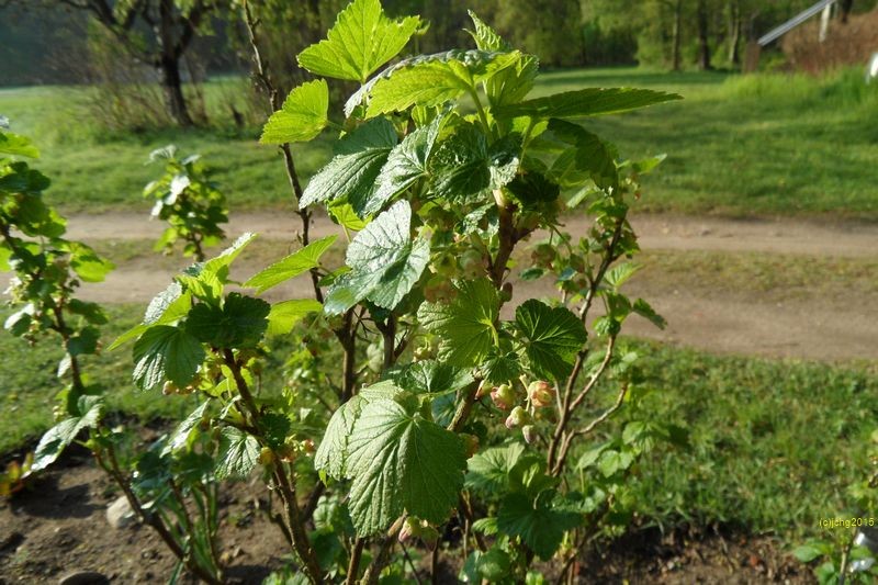 Schwarze Johannisbeere