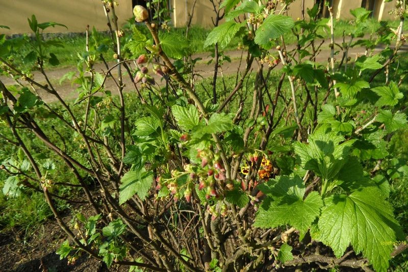 Schwarze Johannisbeere