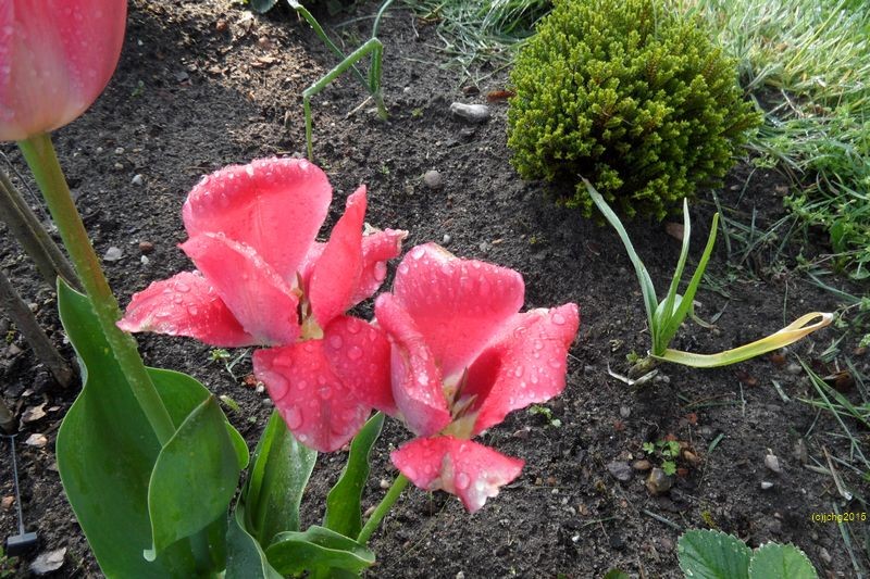 Tulpenblüten