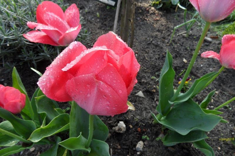 Tulpenblüten