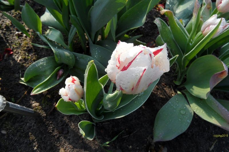 Tulpenblüten