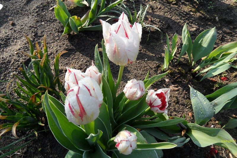 Tulpenblüten