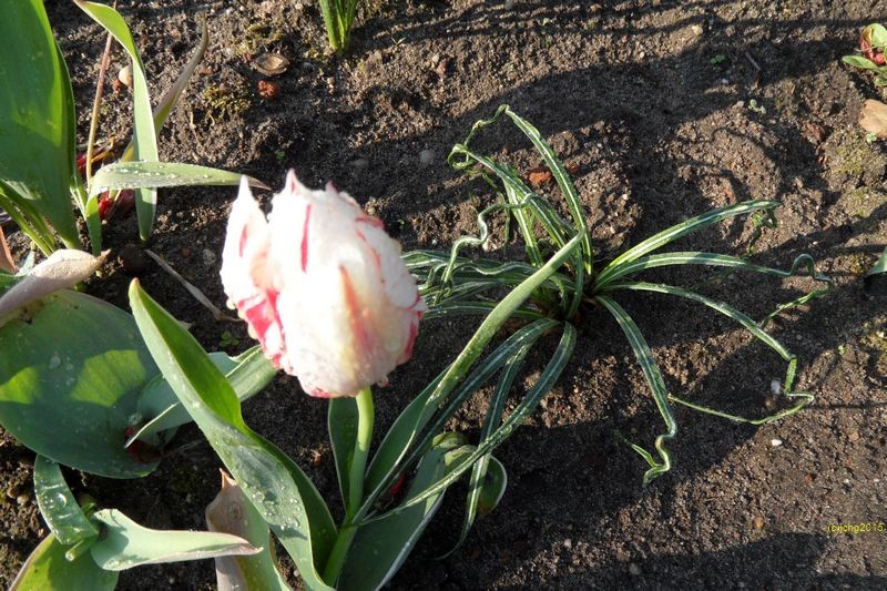 Tulpenblüte