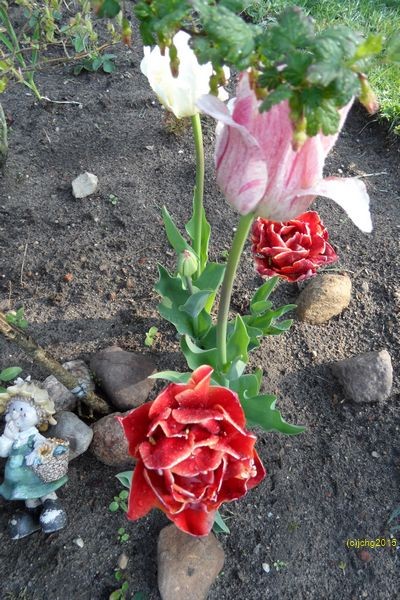 Tulpenblüten