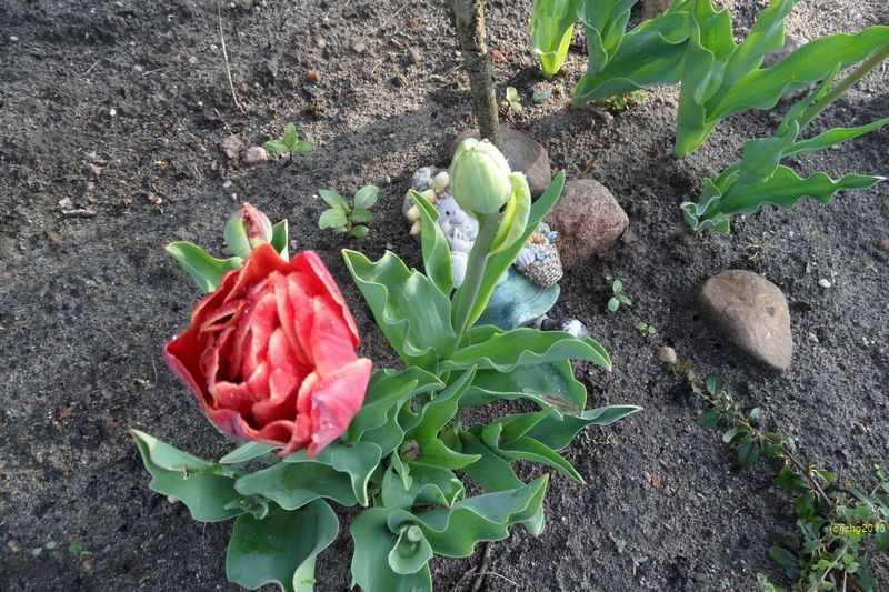 Tulpenblüte