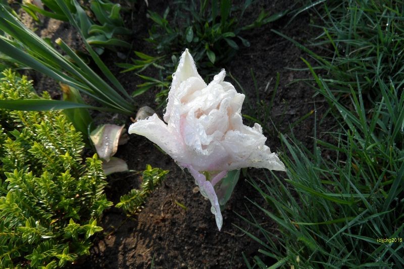 Tulpenblüte