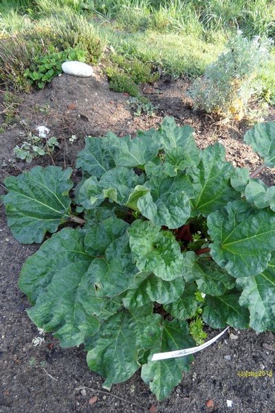 Rhabarber und Waldmeister