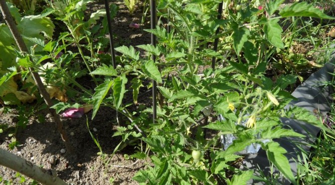 Rote Murmeln, andere Tomatenpflanzen und eine Chilipflanze